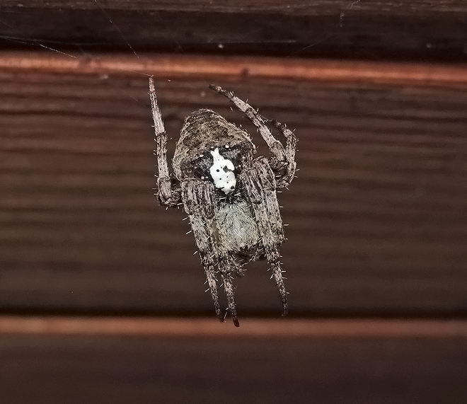 Araneus angulatus Araneidae